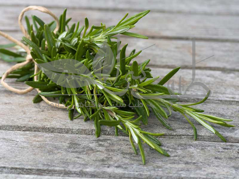 خواص رزماری در کاهش ریزش مو